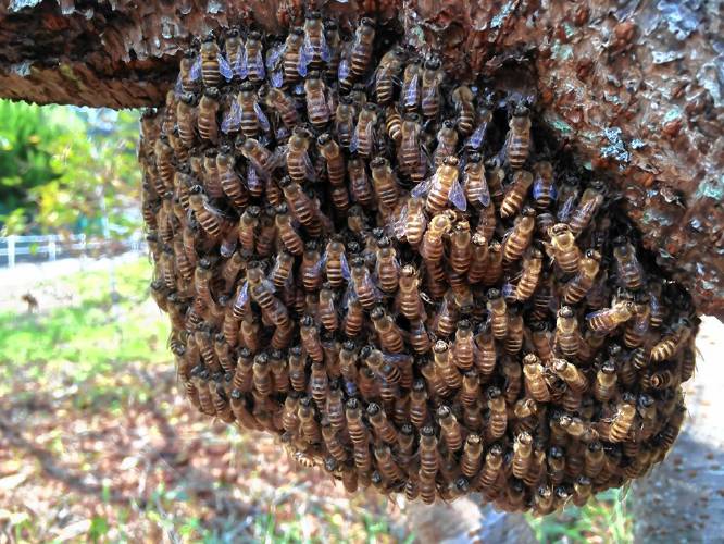 Wild Raw Honey